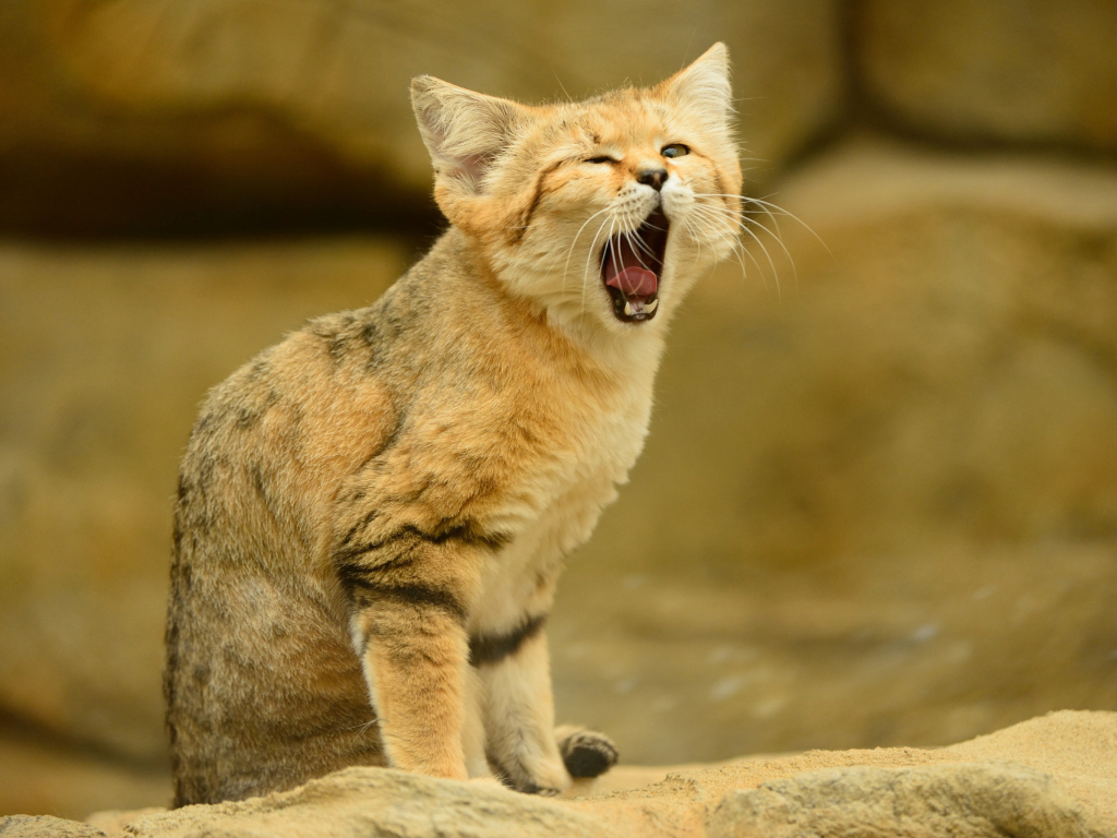 Yawning Kitten wallpaper 1024x768