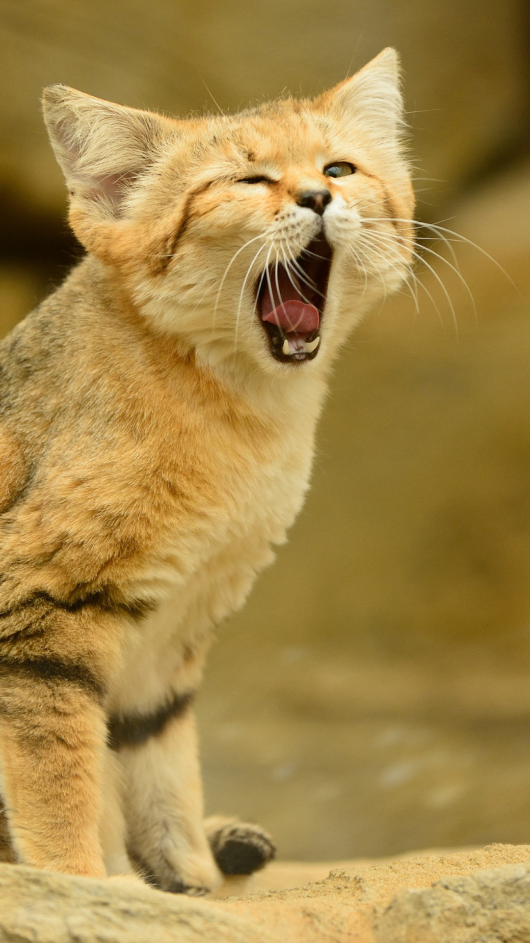 Обои Yawning Kitten 1080x1920