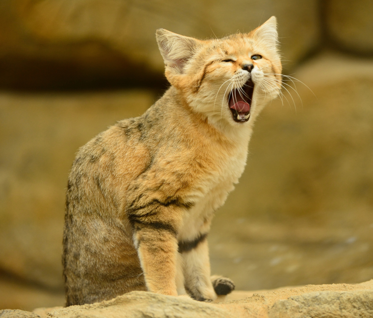 Sfondi Yawning Kitten 1200x1024