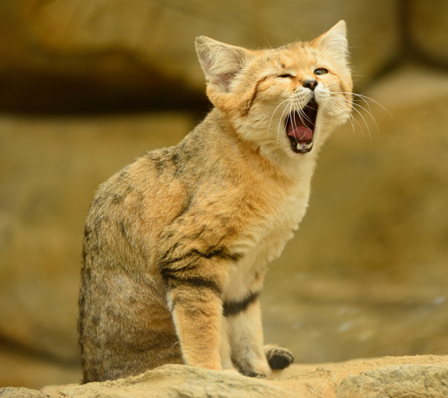 Fondo de pantalla Yawning Kitten 1440x1280