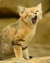 Screenshot №1 pro téma Yawning Kitten 176x220