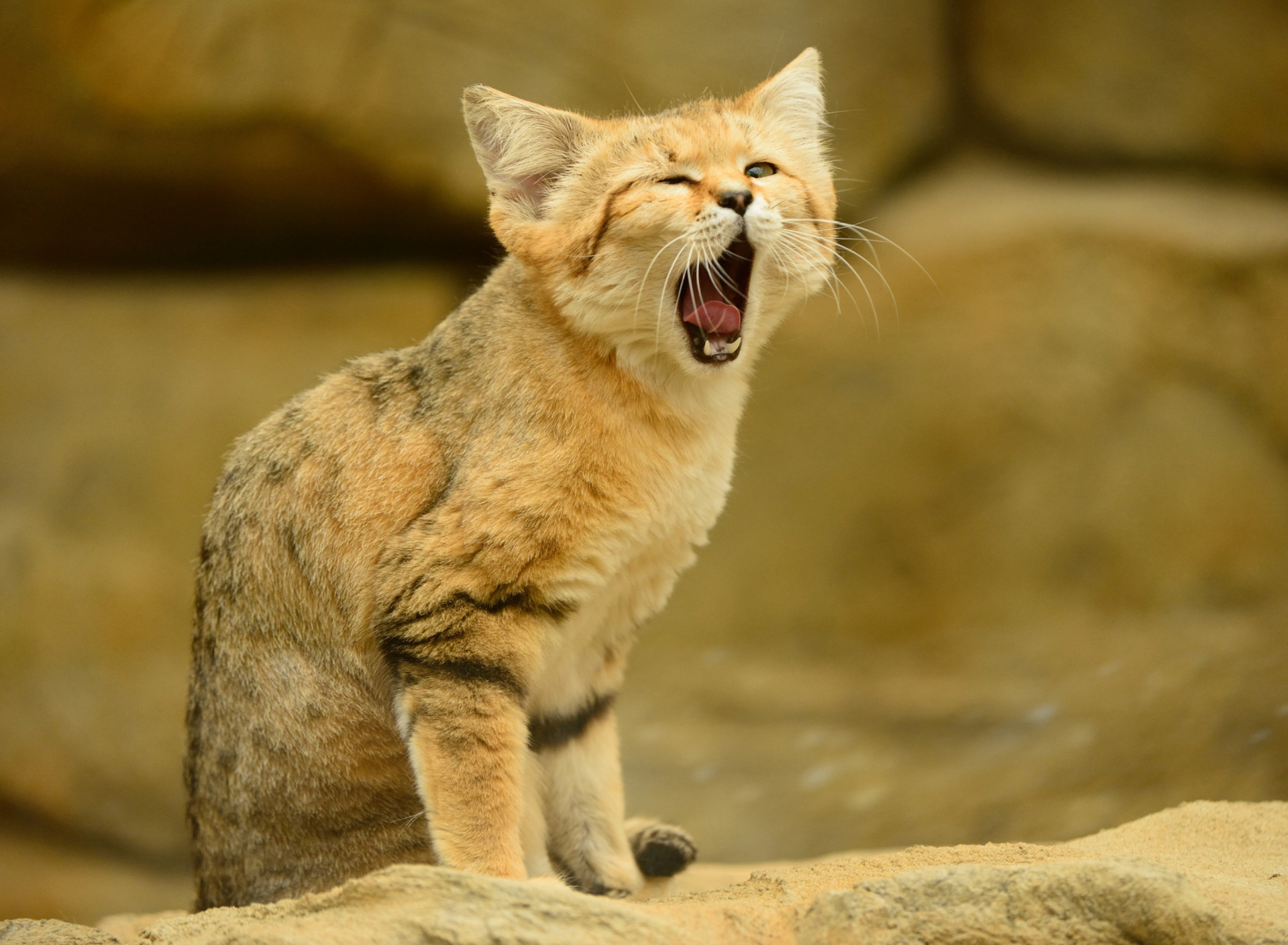 Sfondi Yawning Kitten 1920x1408