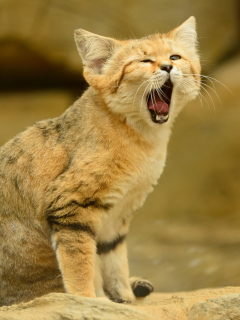 Yawning Kitten wallpaper 240x320