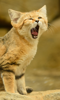 Обои Yawning Kitten 240x400