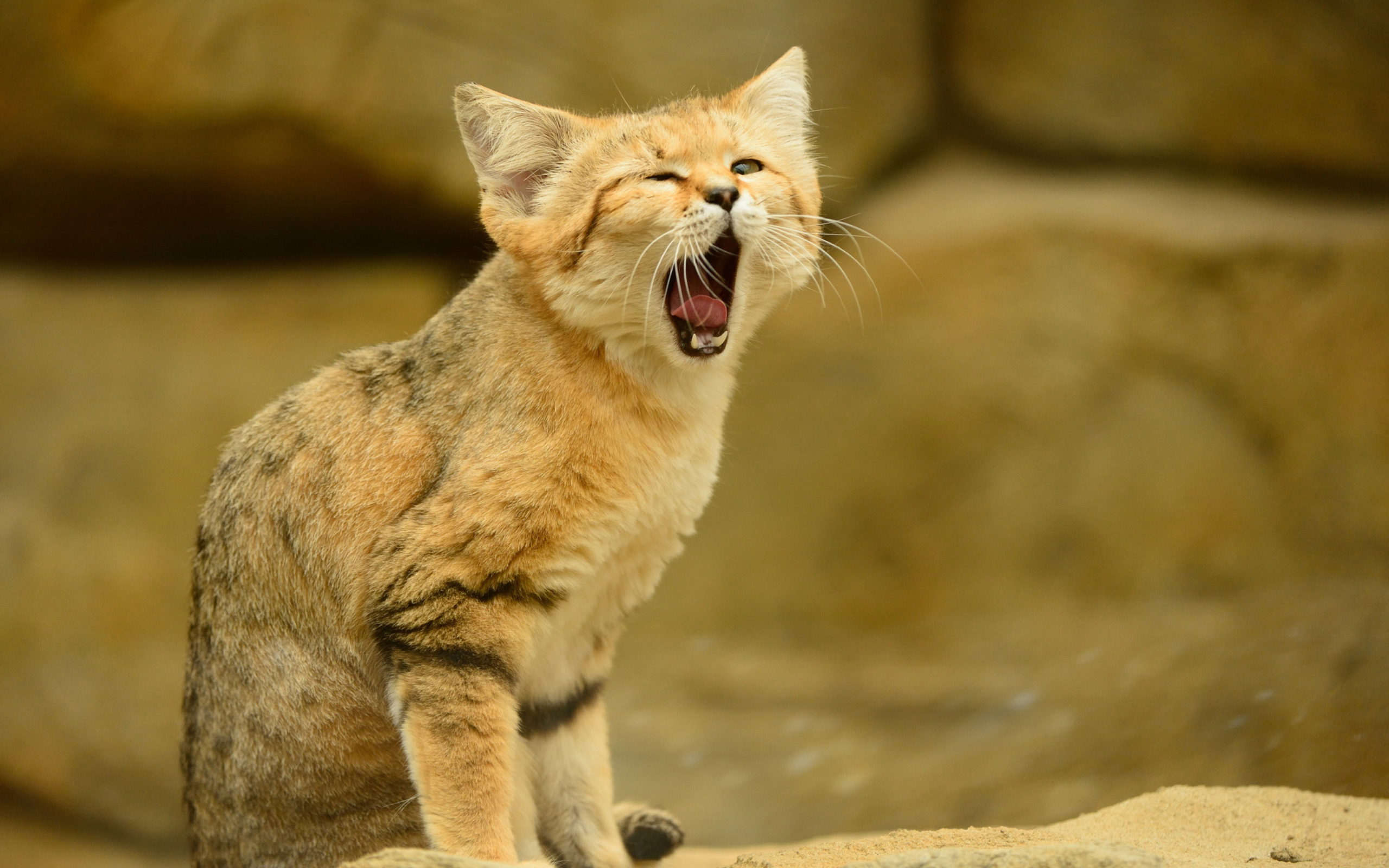 Yawning Kitten wallpaper 2560x1600