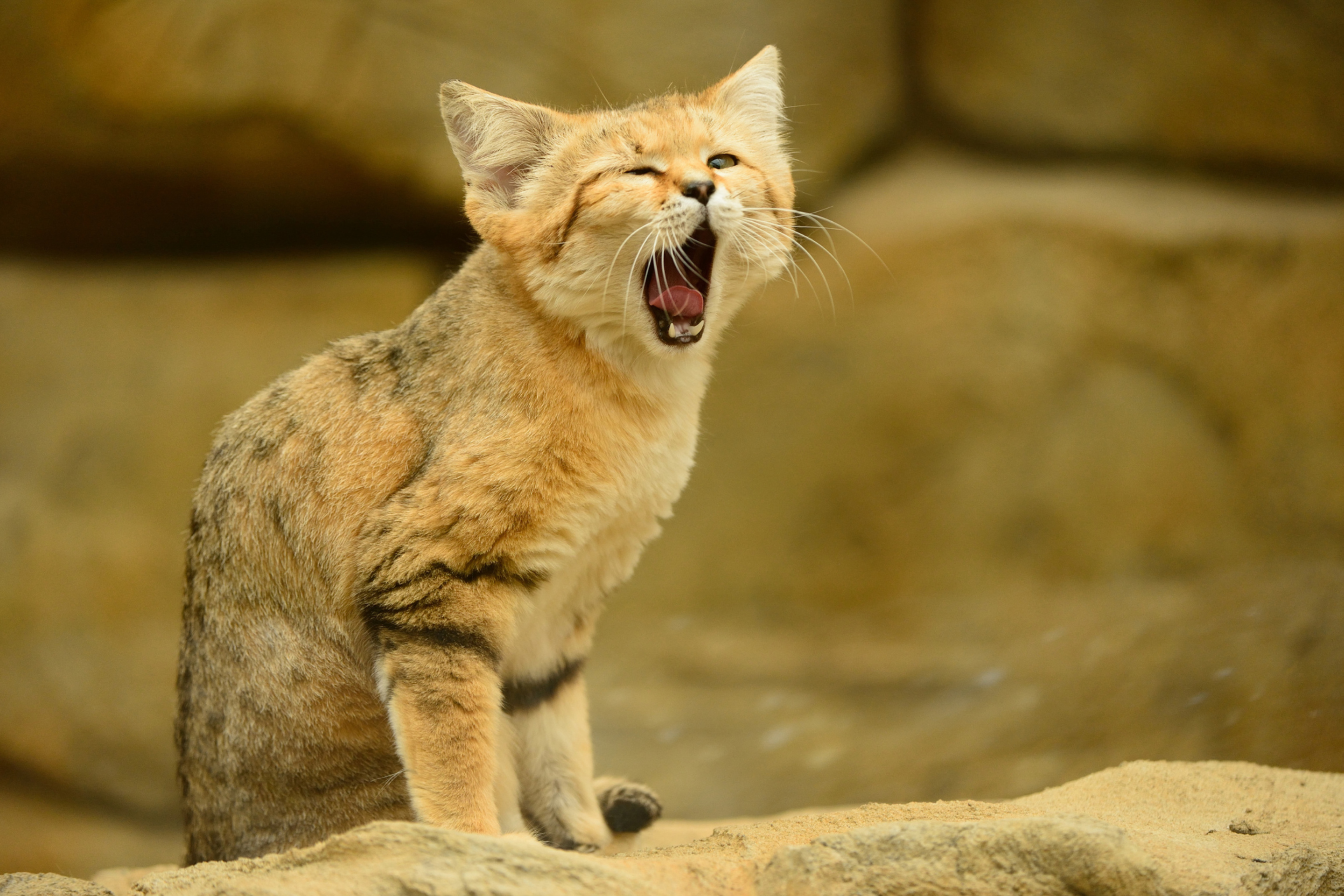 Yawning Kitten wallpaper 2880x1920