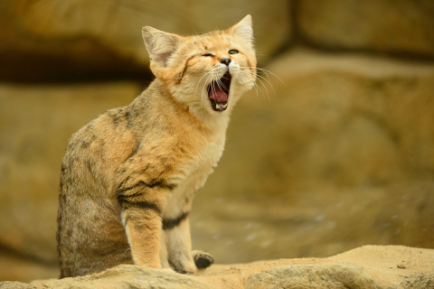 Sfondi Yawning Kitten 480x320