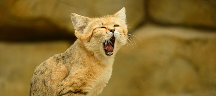 Yawning Kitten screenshot #1 720x320