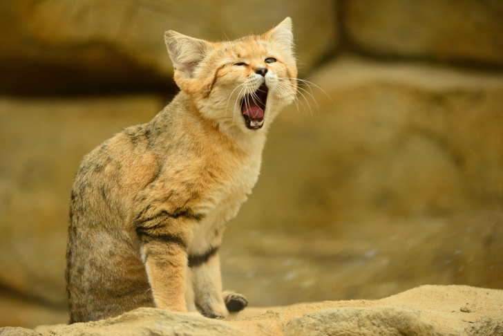 Fondo de pantalla Yawning Kitten