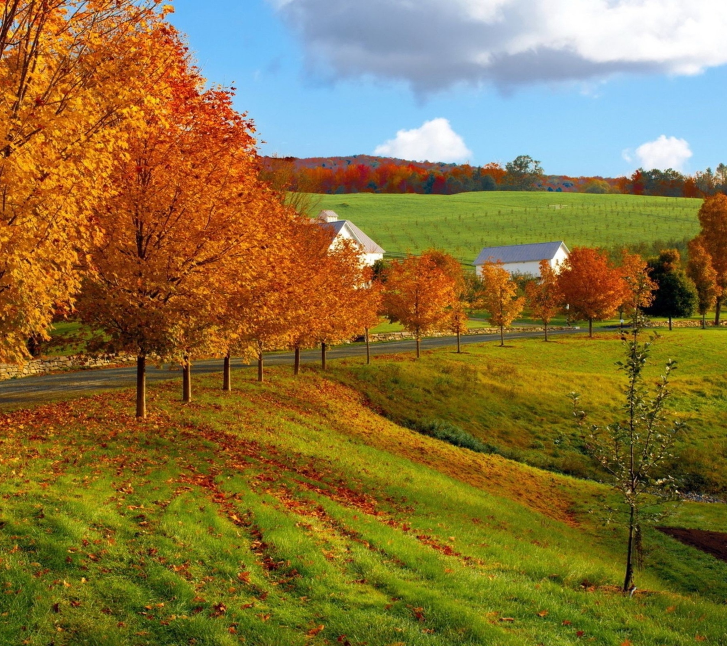Обои Autumn Trees Grass 1440x1280