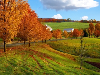 Das Autumn Trees Grass Wallpaper 320x240