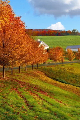 Das Autumn Trees Grass Wallpaper 320x480