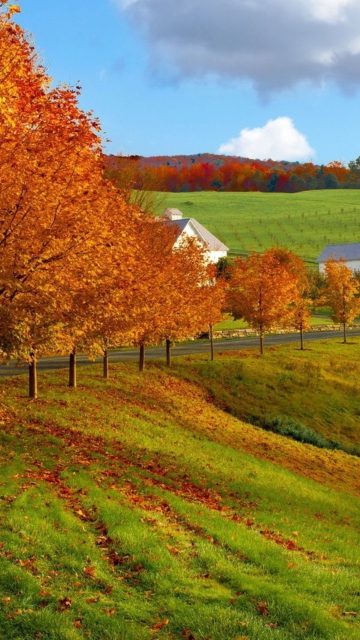 Das Autumn Trees Grass Wallpaper 360x640
