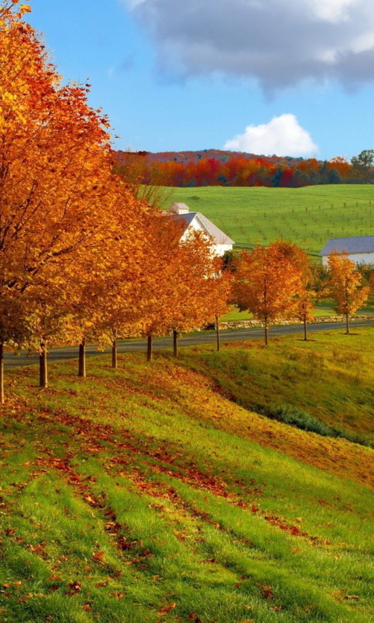 Autumn Trees Grass wallpaper 768x1280