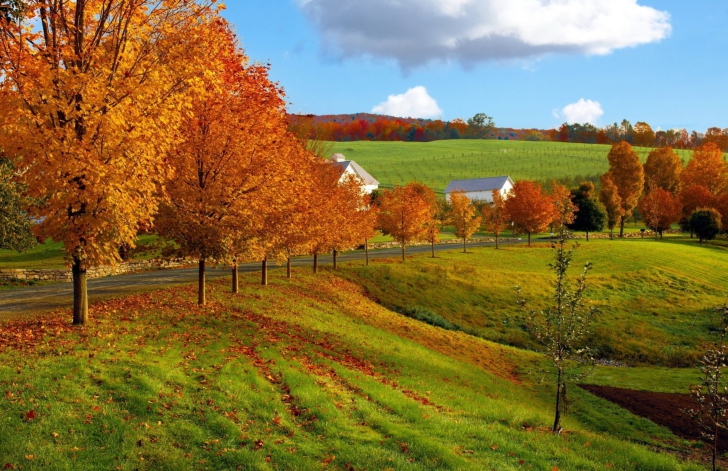 Das Autumn Trees Grass Wallpaper