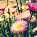 Das Pink Flowers Wallpaper 128x128