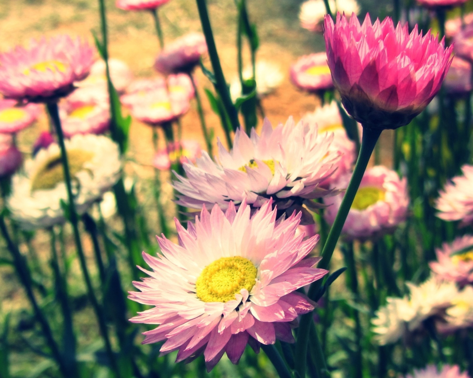 Pink Flowers wallpaper 1600x1280