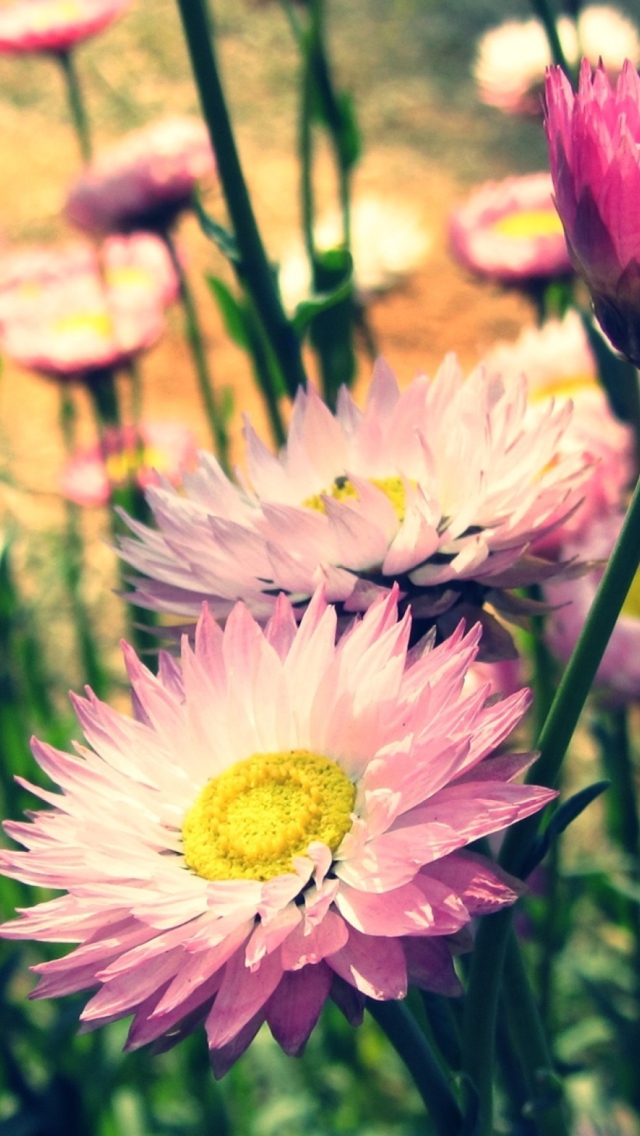 Обои Pink Flowers 640x1136