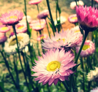 Pink Flowers sfondi gratuiti per iPad mini