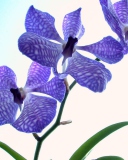 Fondo de pantalla Blue Flowers 128x160