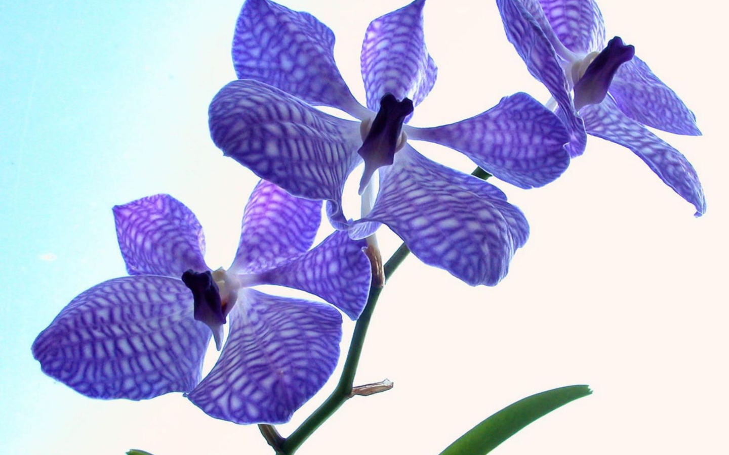 Screenshot №1 pro téma Blue Flowers 1440x900