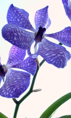 Blue Flowers screenshot #1 240x400