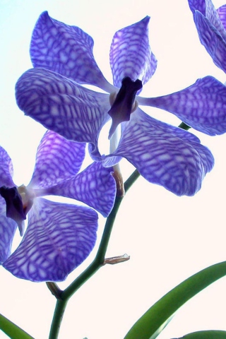 Blue Flowers screenshot #1 320x480
