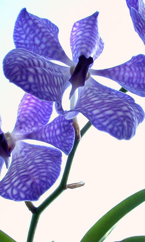 Blue Flowers screenshot #1 480x800