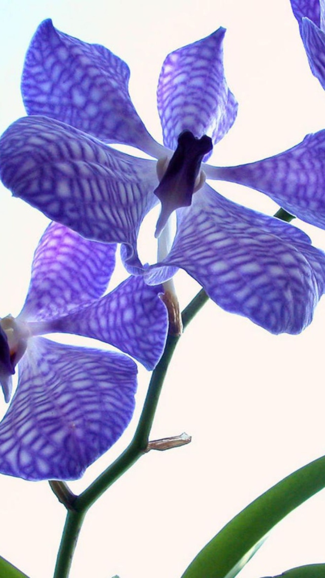 Screenshot №1 pro téma Blue Flowers 640x1136