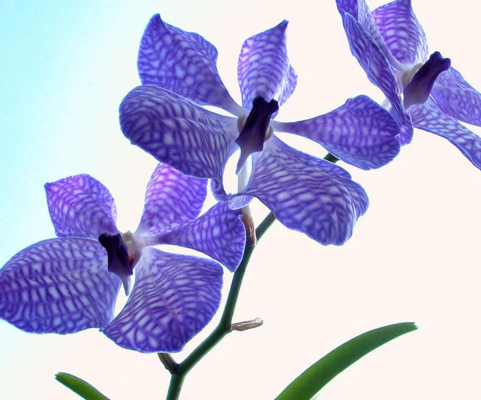 Blue Flowers screenshot #1 960x800