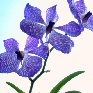 Blue Flowers - Obrázkek zdarma pro 128x128