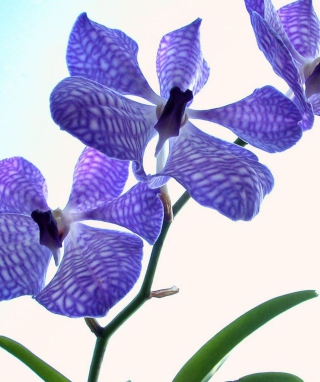 Blue Flowers - Fondos de pantalla gratis para LG Quantum