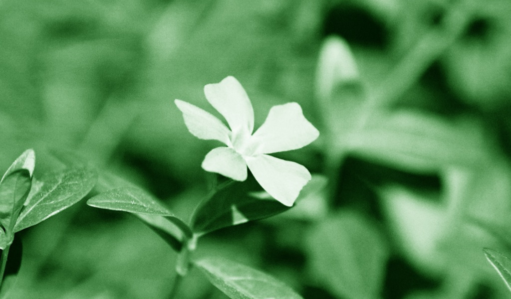 Обои White Flower 1024x600