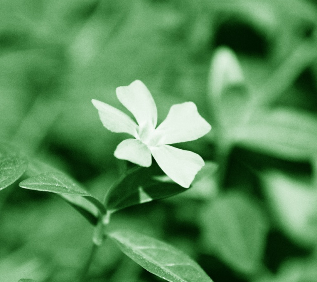 Das White Flower Wallpaper 1080x960