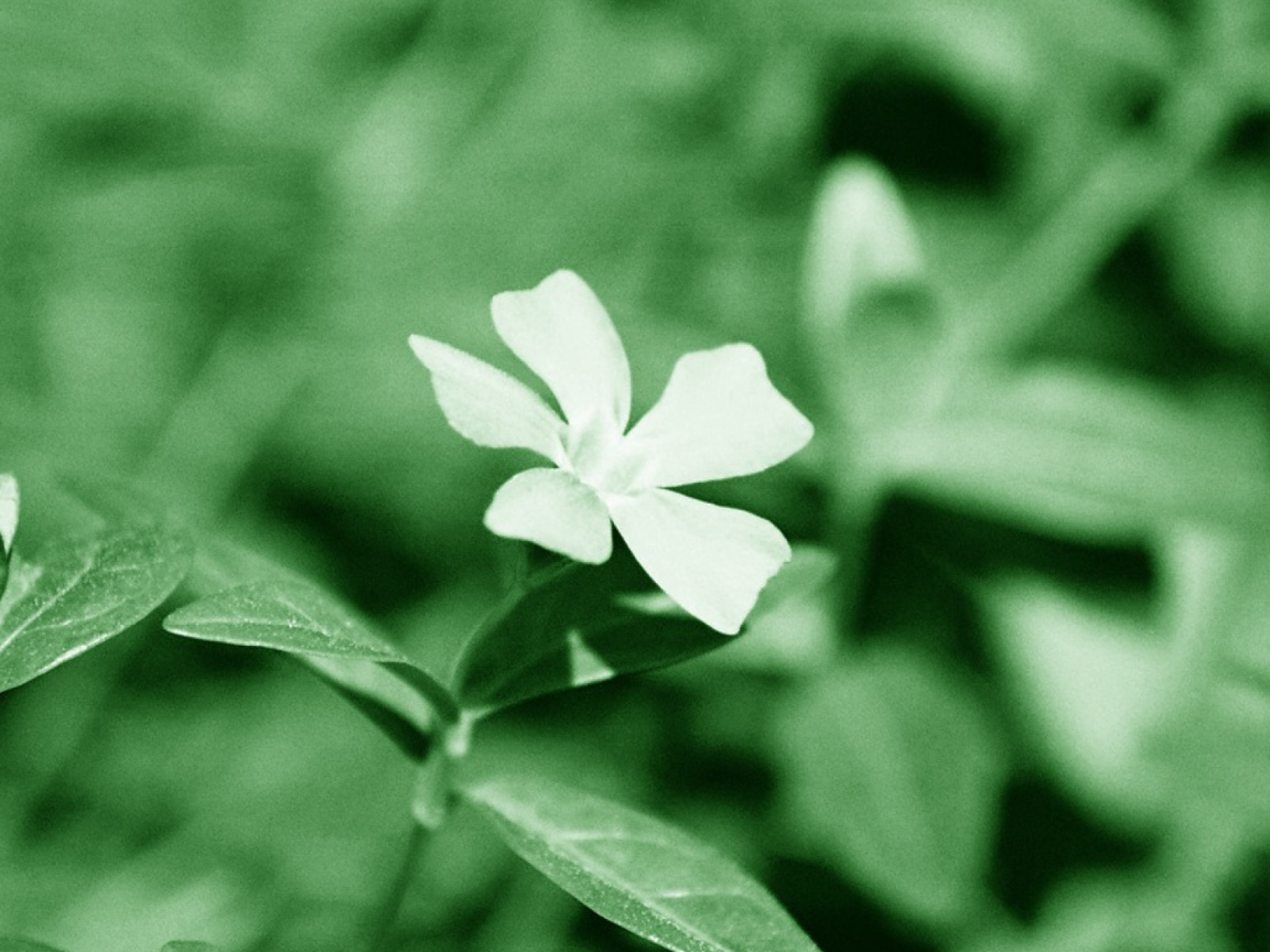 Sfondi White Flower 1152x864