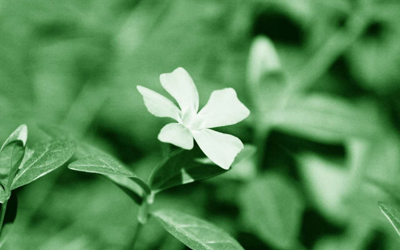 White Flower screenshot #1 1280x800