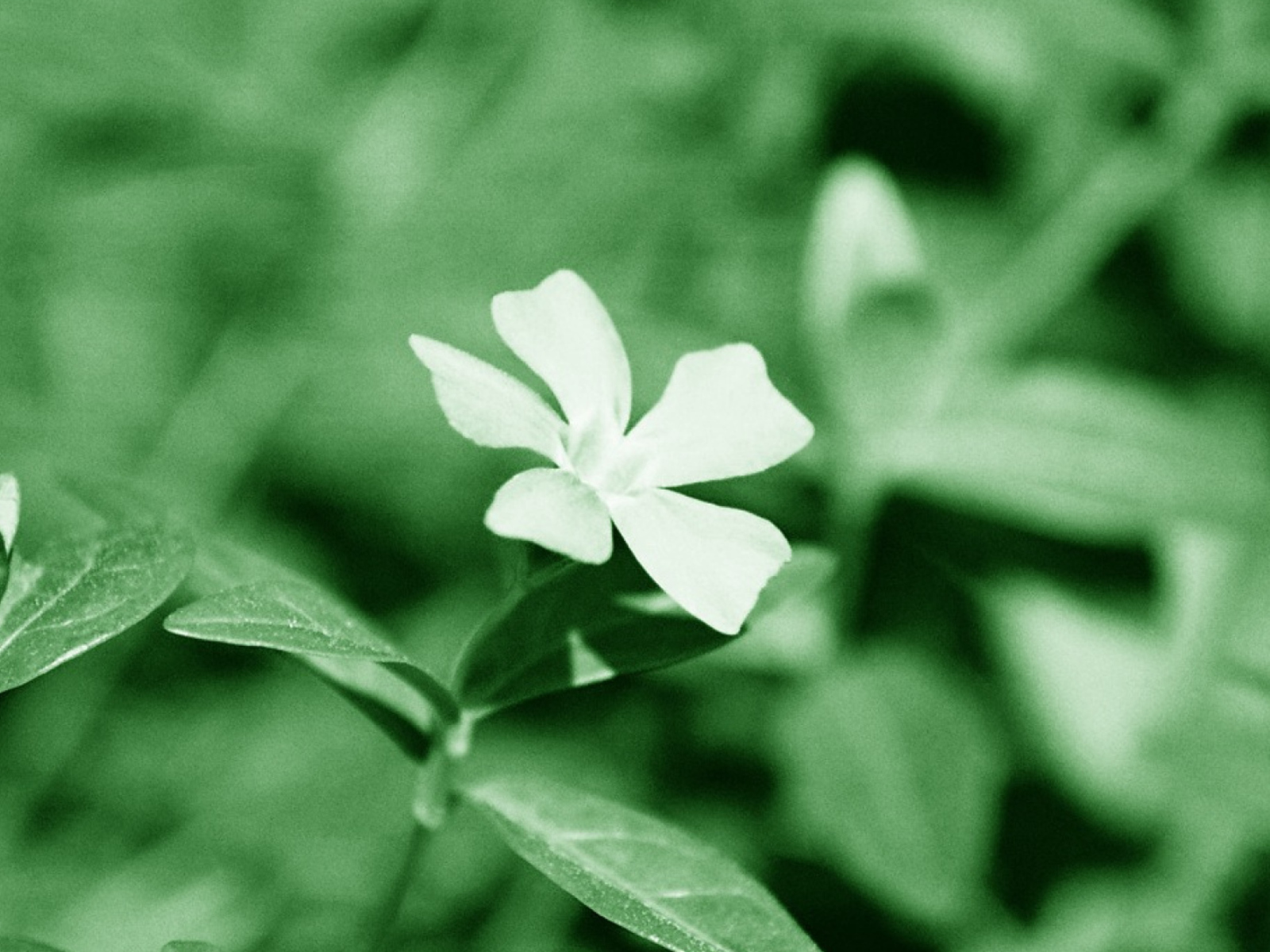 White Flower screenshot #1 1600x1200