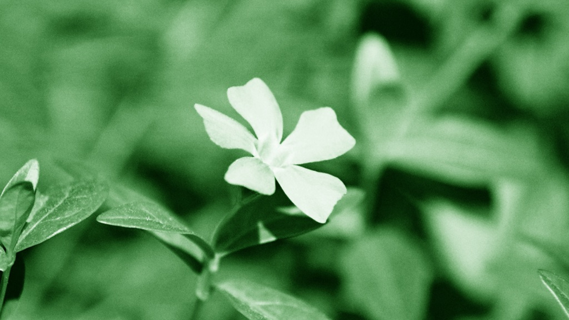 Screenshot №1 pro téma White Flower 1920x1080