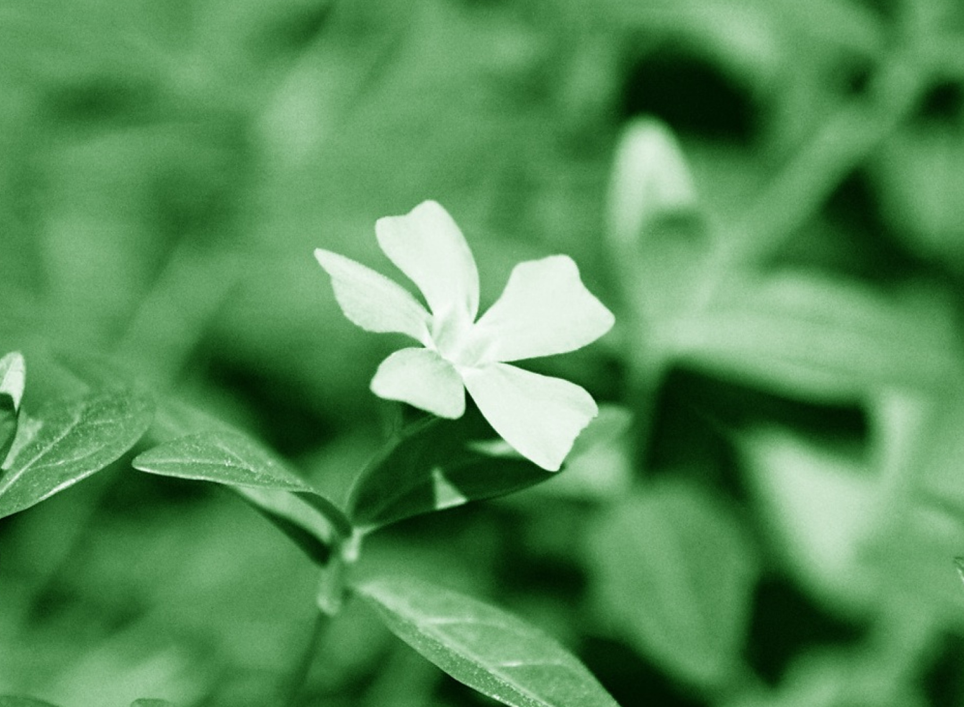 Fondo de pantalla White Flower 1920x1408