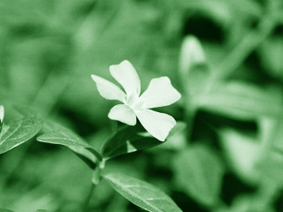 White Flower screenshot #1 320x240