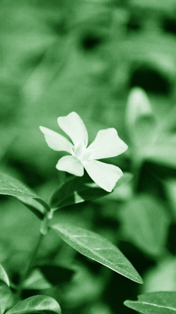 White Flower screenshot #1 360x640