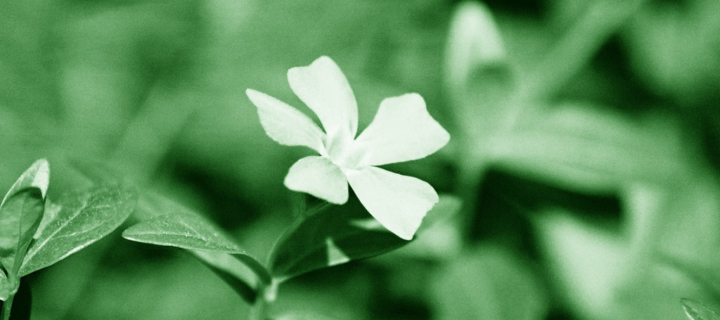 Screenshot №1 pro téma White Flower 720x320
