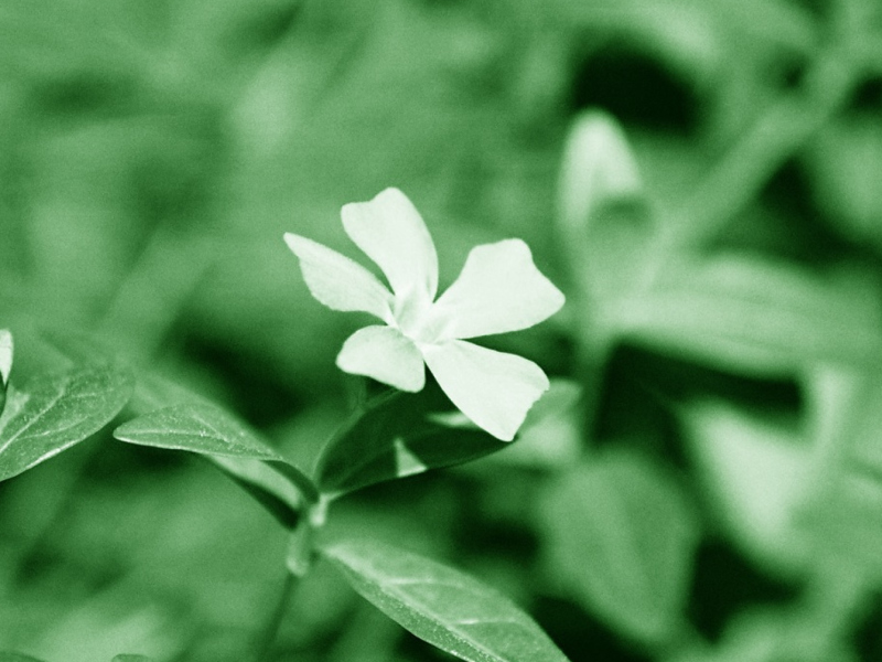 Screenshot №1 pro téma White Flower 800x600