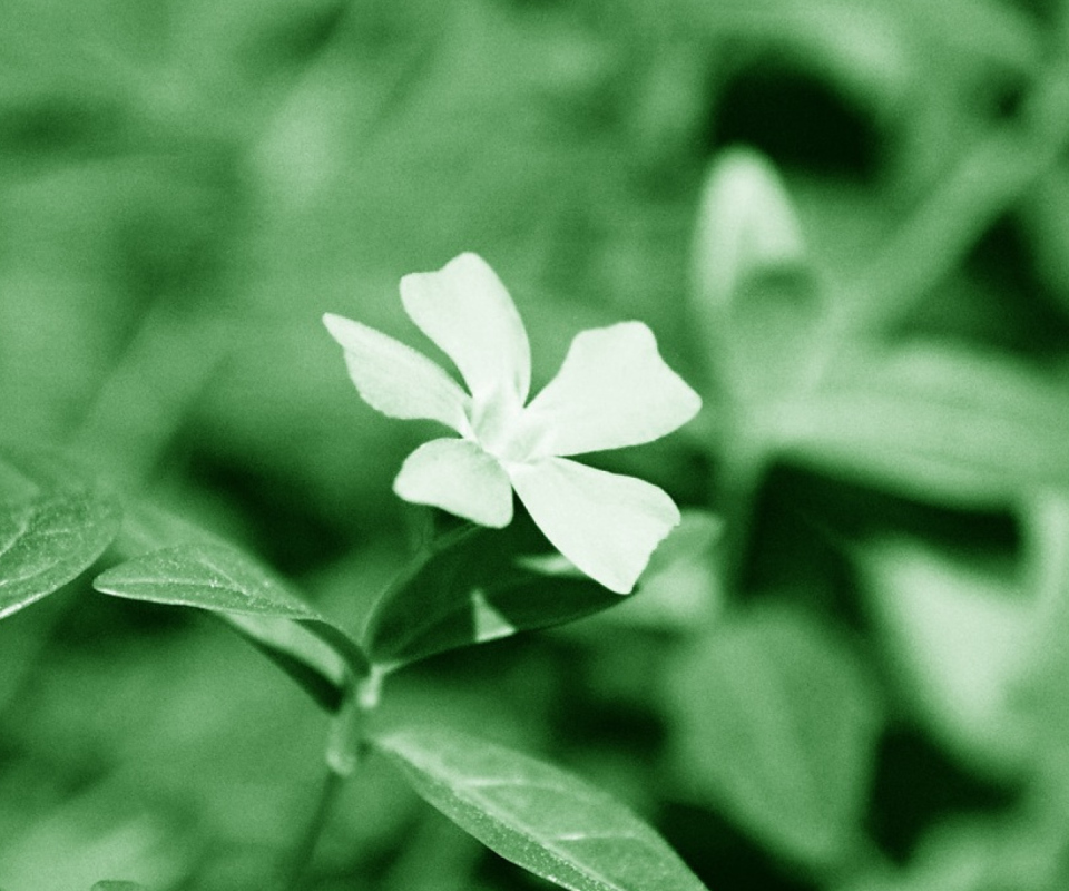 White Flower screenshot #1 960x800