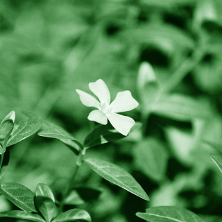 White Flower - Obrázkek zdarma pro iPad mini
