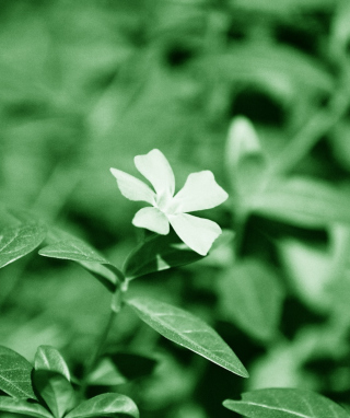 White Flower - Obrázkek zdarma pro HTC Touch