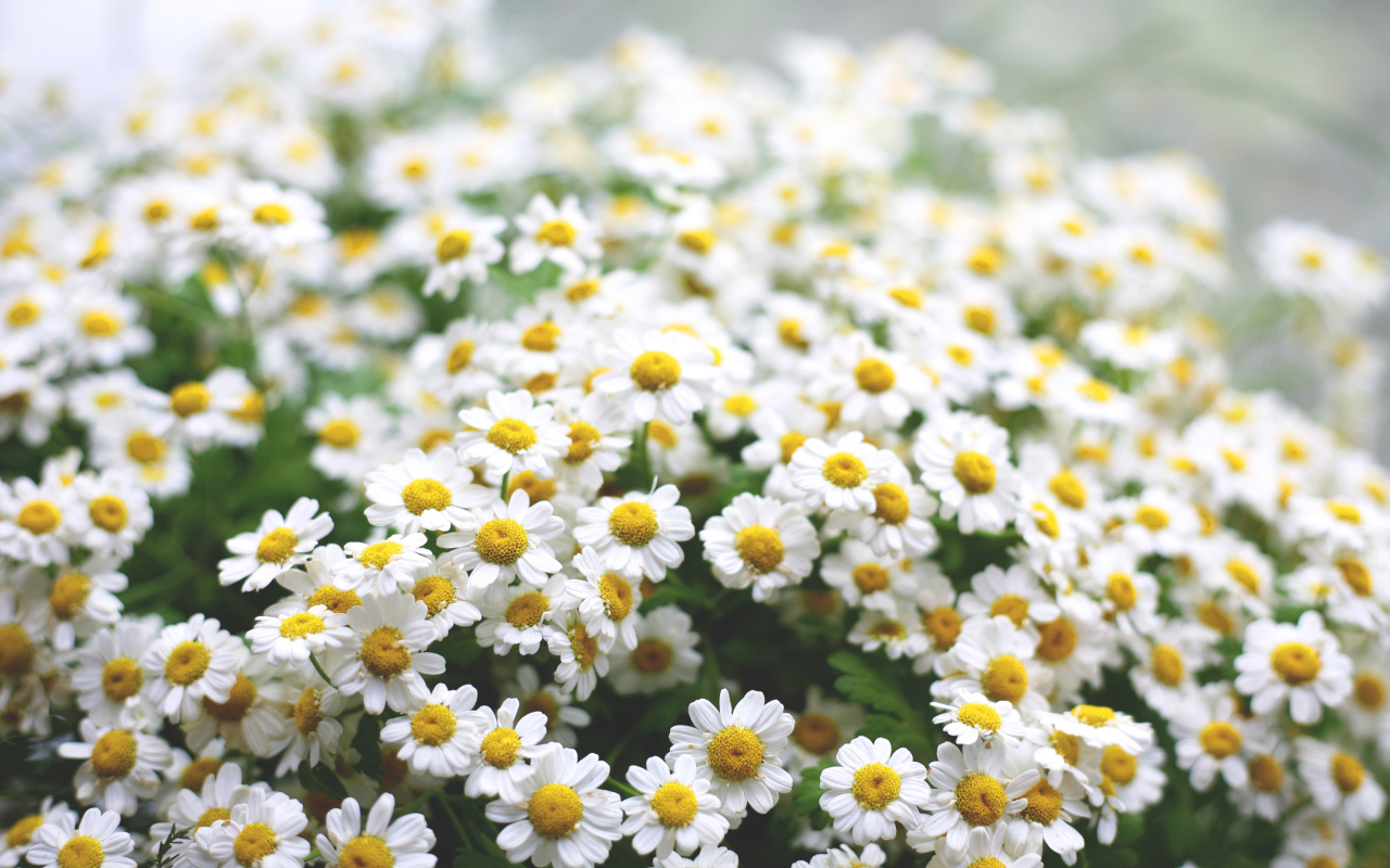 Das Daisy Bouquet Wallpaper 1280x800