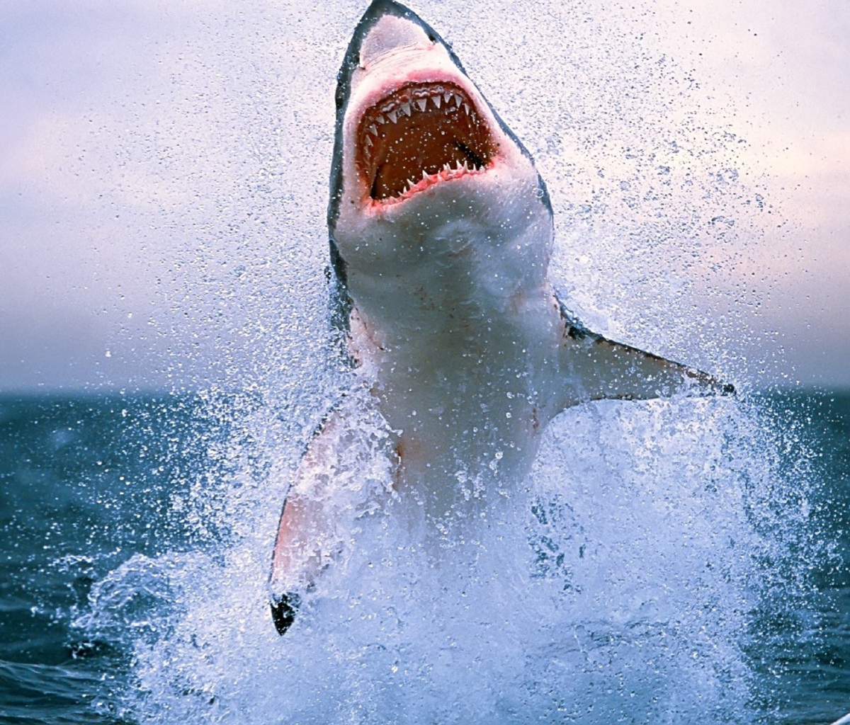 Fondo de pantalla Shark Attack 1200x1024