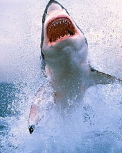Fondo de pantalla Shark Attack 176x220
