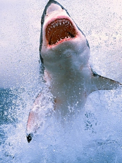 Shark Attack wallpaper 240x320